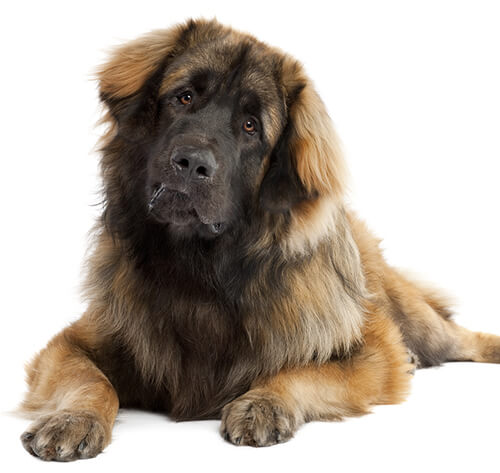 Leonberger store dog rescue